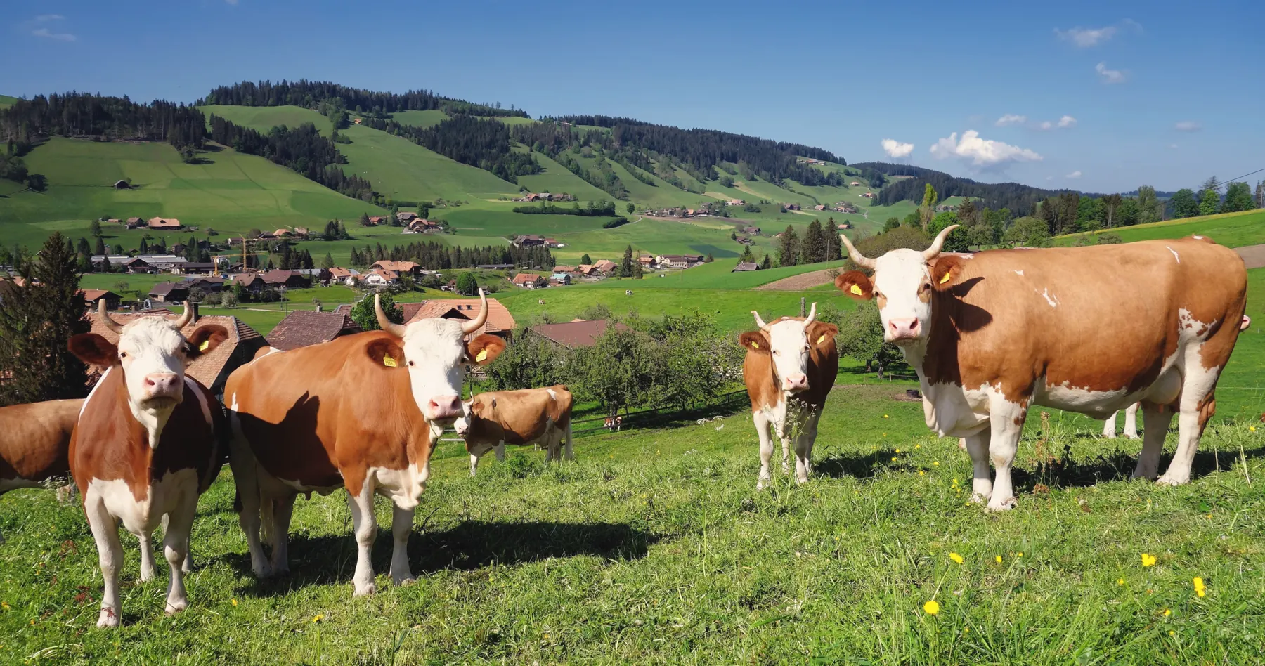 Kühe auf einer grünen Weide vor einem Dorf am Hang