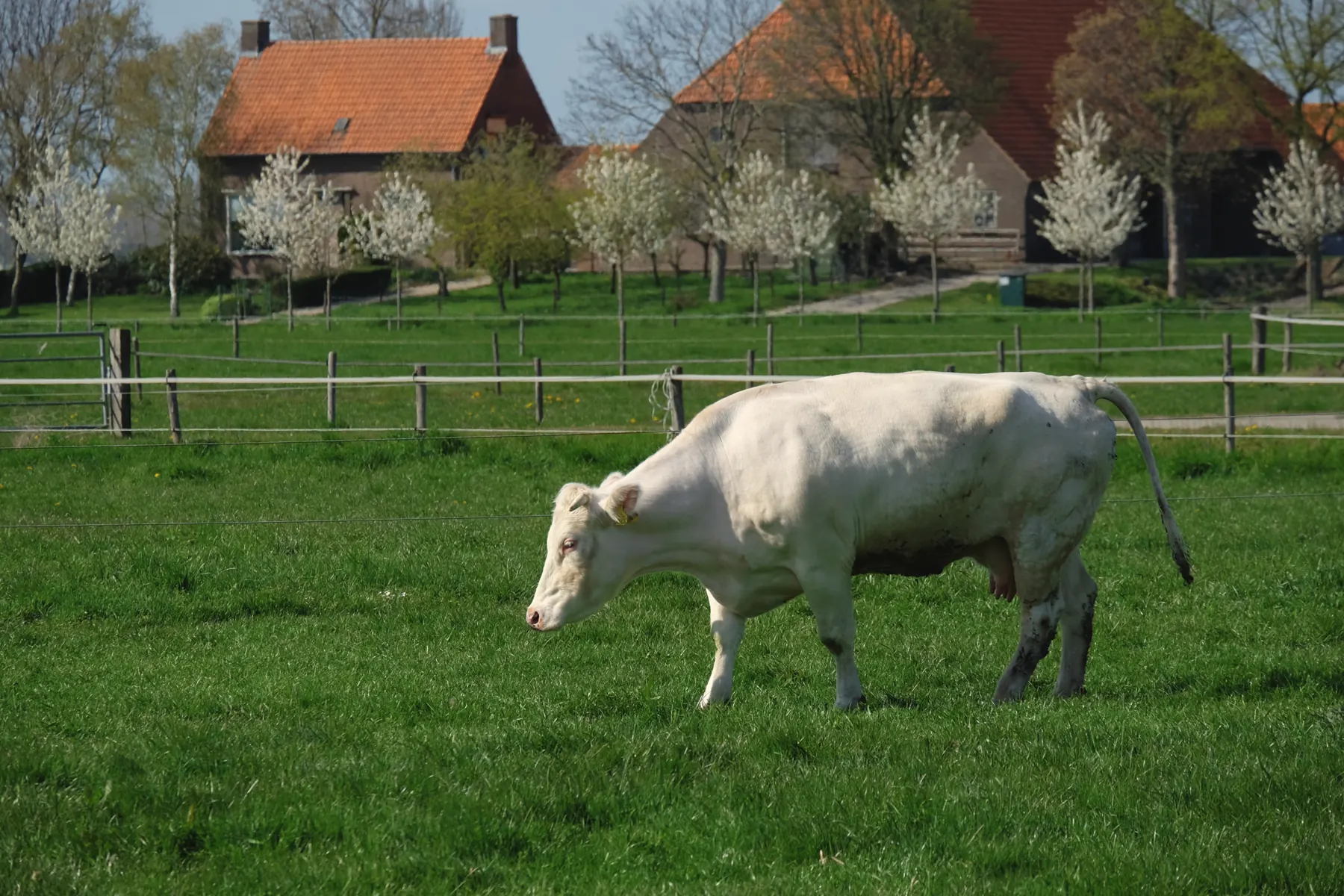 Weiße Kuh auf der Weide vor Bauernhäusern mit roten Dächern