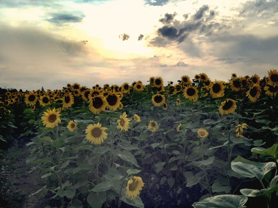 Sonnenblumenfeld im Abendlicht